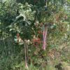 Herbst Loop "HAGEBUTTE" – Bild 5