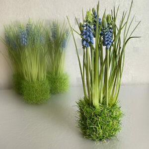Perlhyazinthe auf Grasballen "MUSCARI" (blau)